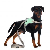 Шлейка-жилетка M для собак бирюзовая + поводок