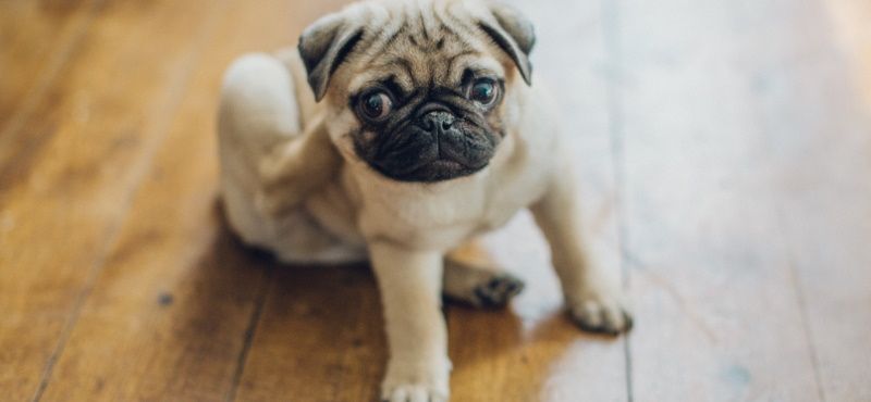 Мопс: особенности породы, характер, содержание