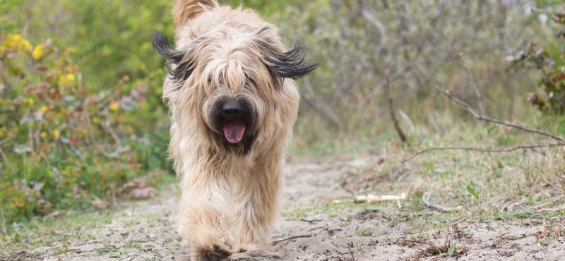 Хвостатые звезды Голливуда: самые знаменитые собаки
