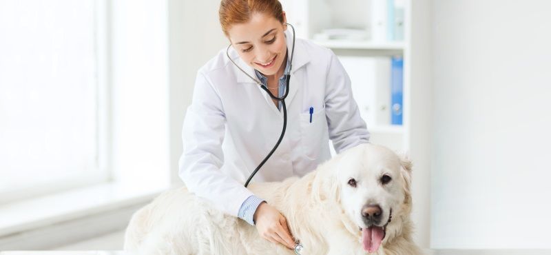 Какие есть ограничения на прием препаратов от паразитов