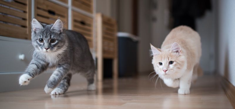 Как содержать несколько кошек вместе в одной квартире