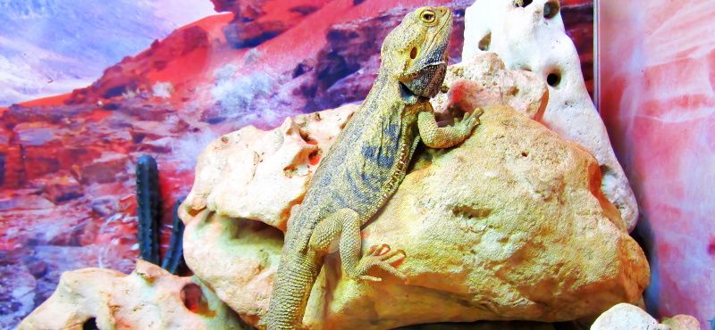 Первая рептилия: какую выбрать