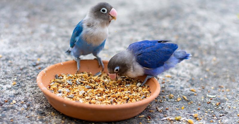 Какого попугая завести?