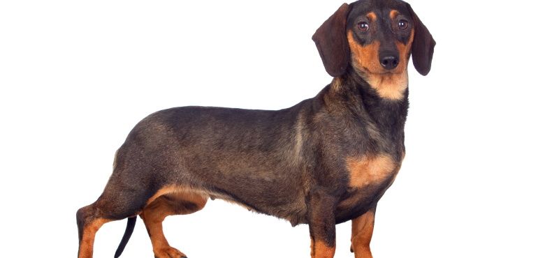 Такса: особенности породы, характер, содержание