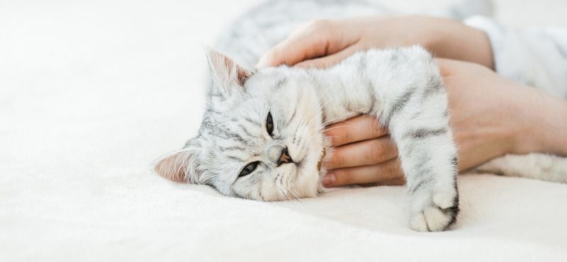 Иммунитет кошек: поддержание и повышение