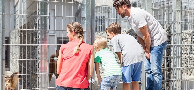 В каком приюте можно взять собаку?