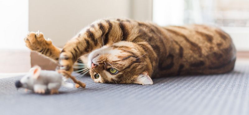 Учимся вместе с котенком и щенком