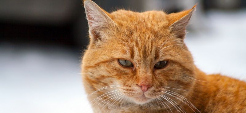 Самые знаменитые кошки мирового кинематографа Самые знаменитые кошки мирового кинематографа