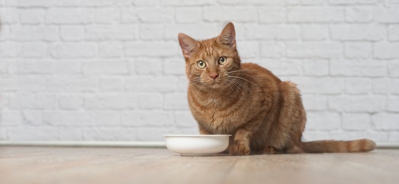 Выбираем лучшую миску для кошки