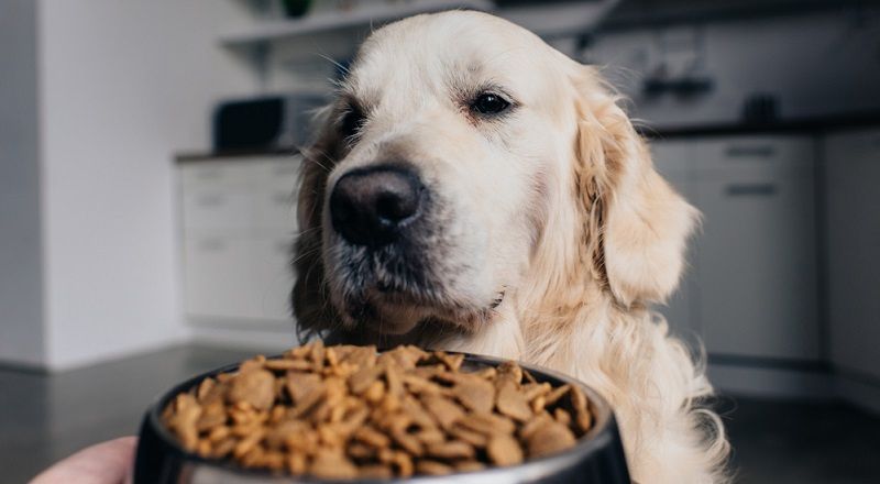 Как перевести питомца с одного корма на другой?