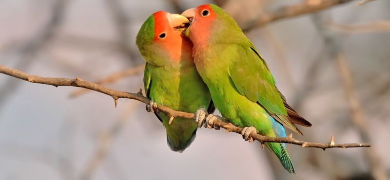 Неразлучник Неразлучник