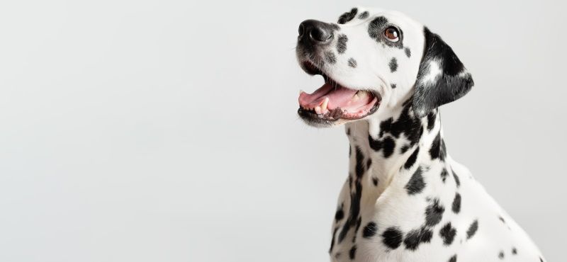Далматин - порода собак