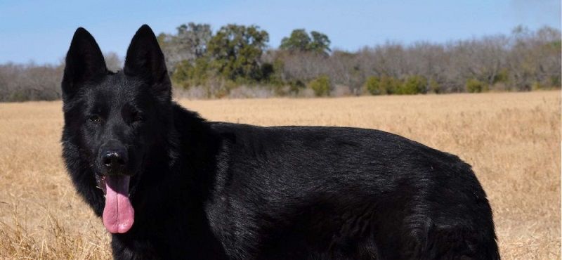 Немецкая овчарка – порода собак