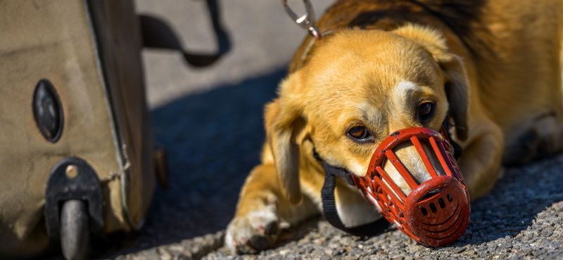 Как правильно перевозить питомцев в общественном транспорте