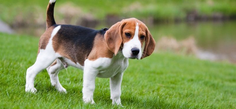 Бигль - порода собак