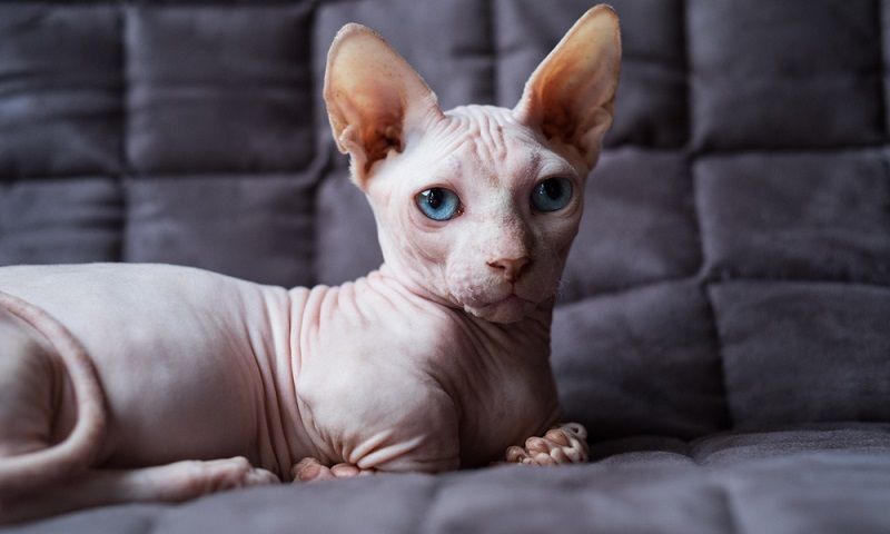 Бамбино – порода кошек