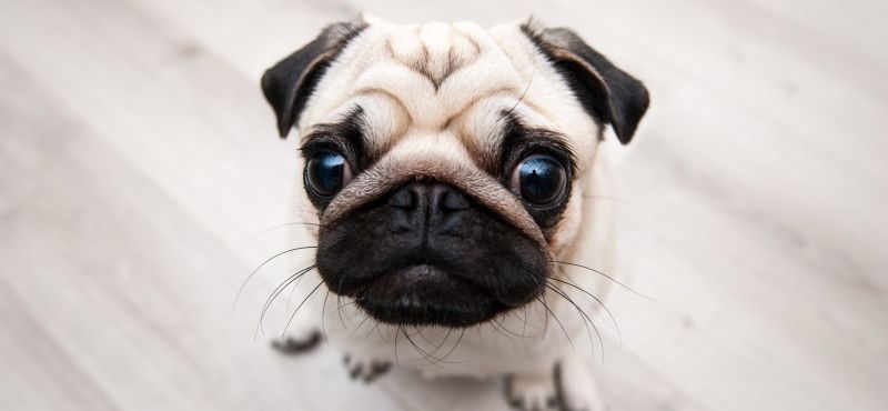 Мопс: особенности породы, характер, содержание