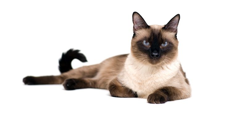 Лучшие породы кошек для детей