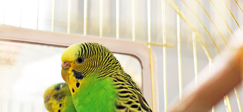 Основы питания волнистых попугаев