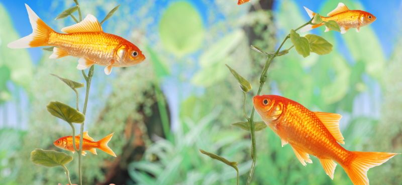 Виды кормов для аквариумных рыбок 