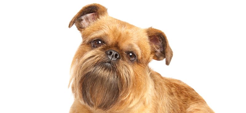 Брюссельский гриффон - порода собак