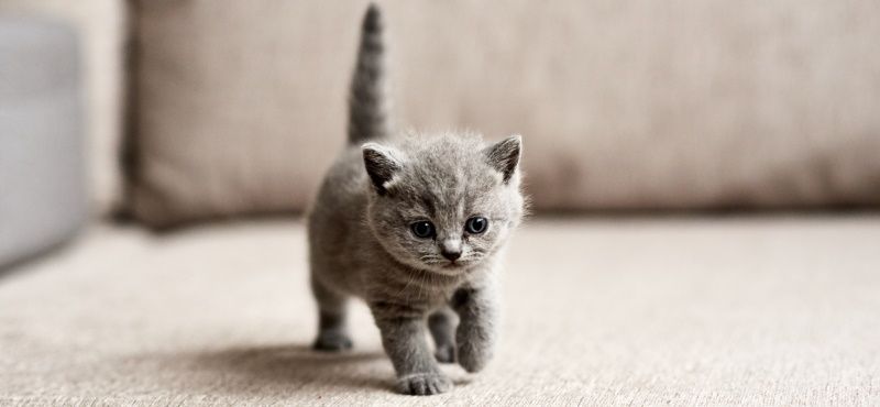 Новорожденный котёнок: чем кормить и как ухаживать