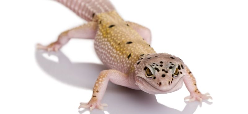 Эублефар: уход и содержание в домашних условиях