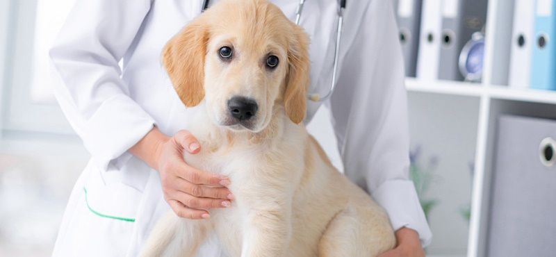 Как правильно обработать щенков от паразитов