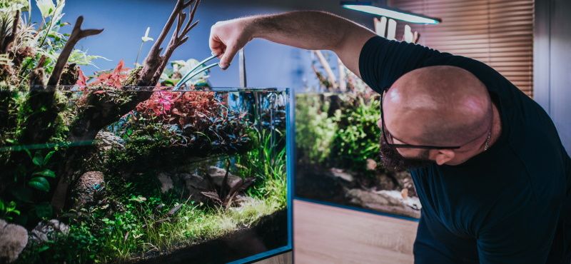 Как оставить аквариум и рыб на время отпуска