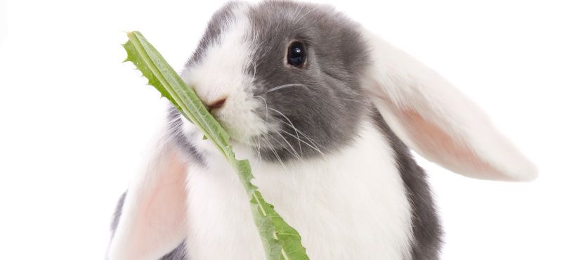 Обзор кроликов для содержания дома