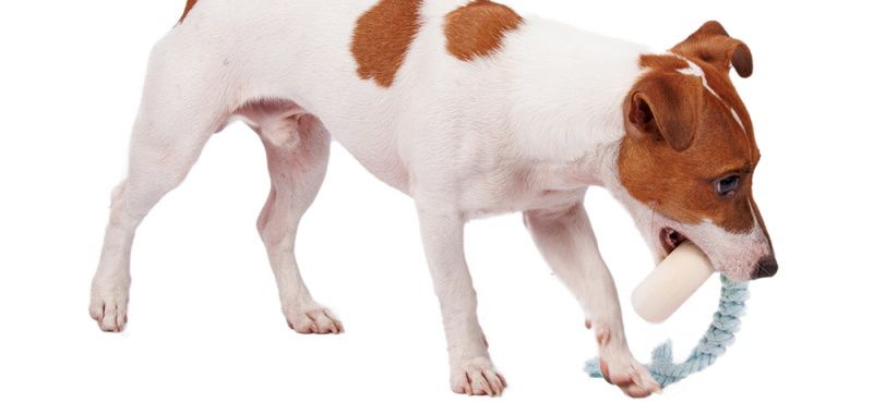 Выбираем экологичные материалы для питомцев: обзор новых игрушек Rurri