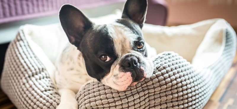 Мебель для собак: какая бывает и как выбрать?