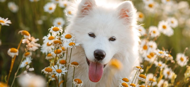 Легкий путь к здоровым суставам вашего питомца