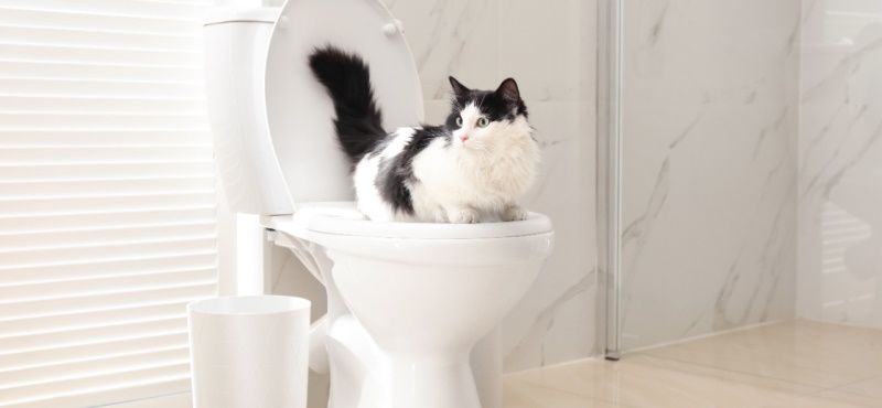 Как приучить кошку к унитазу