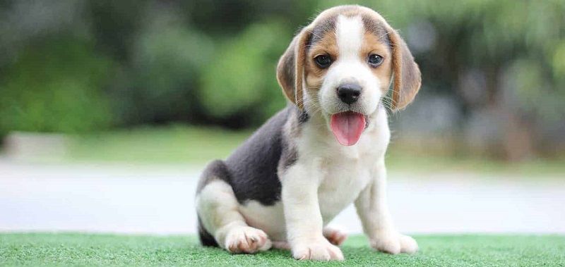 Бигль - порода собак