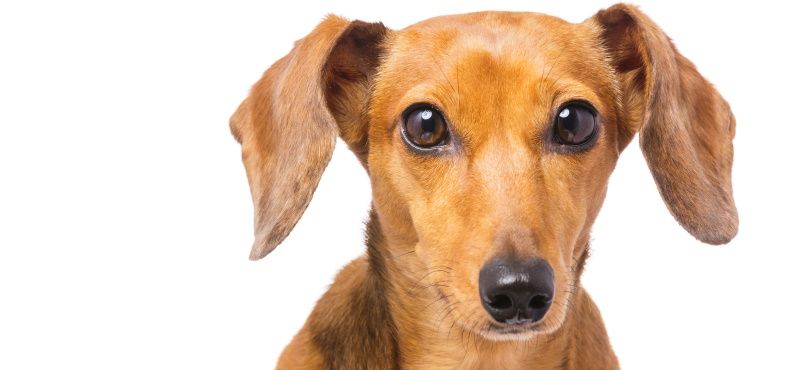 Такса: особенности породы, характер, содержание