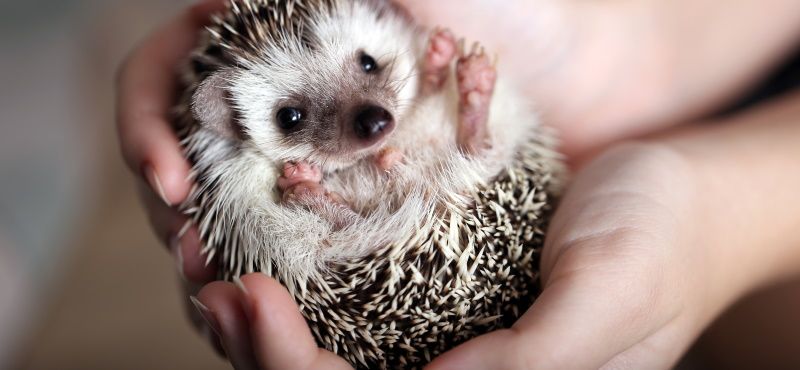 Ёж: как содержать дома