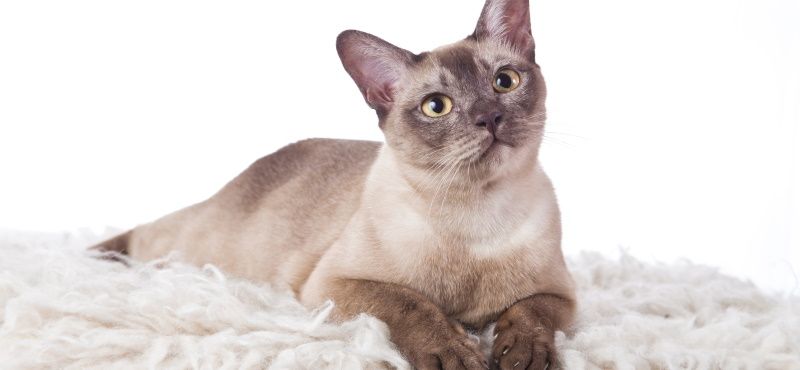 Тонкинская кошка: описание породы, характер, уход