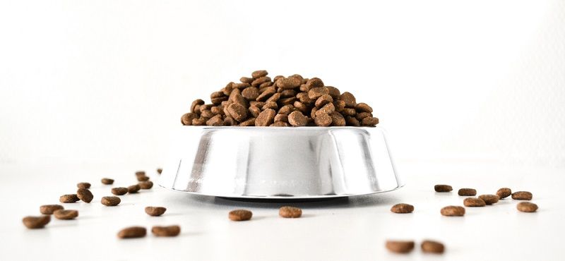 Можно ли кормить кошку рыбой?