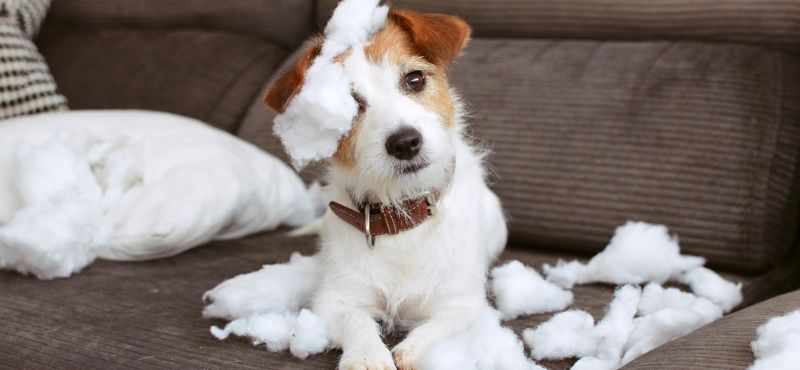 Почему собака грызет вещи, что делать, как отучить