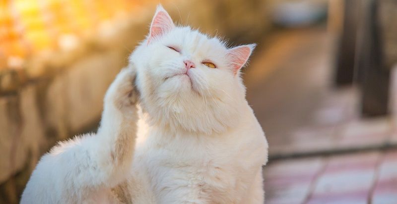 Аллергия у кошек: причины и советы по лечению