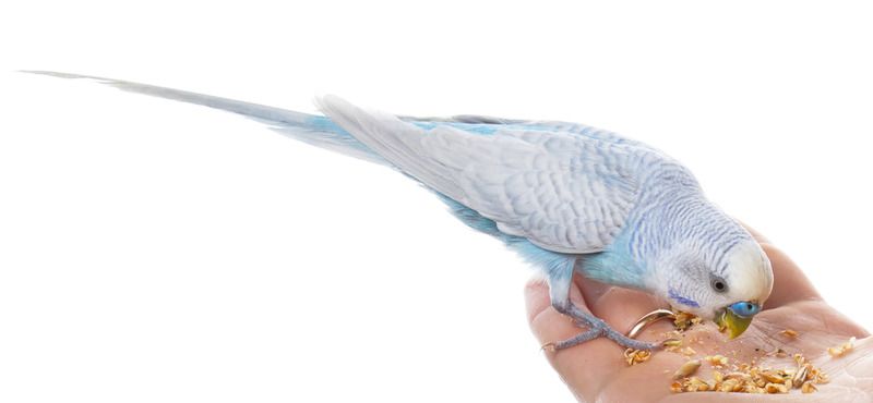 Основы питания волнистых попугаев