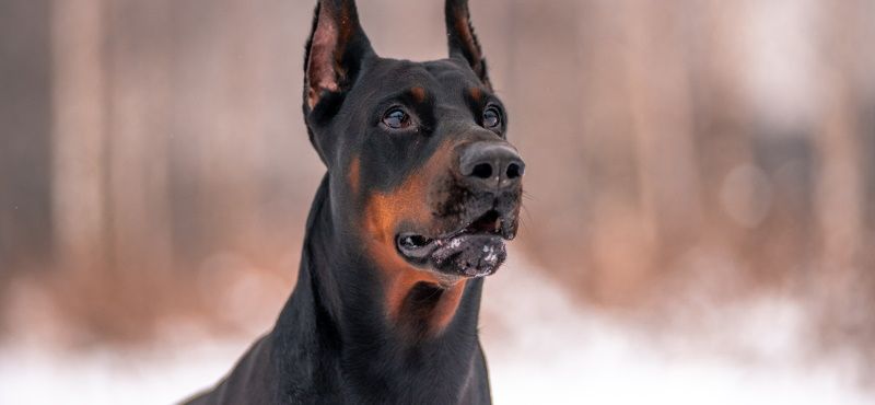 Большая собака в квартире