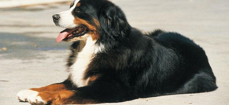 Профилактические визиты к ветеринарному врачу