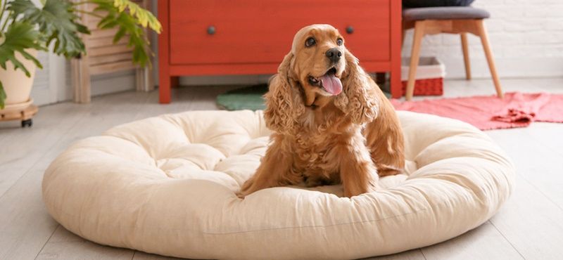 Профилактические визиты к ветеринарному врачу