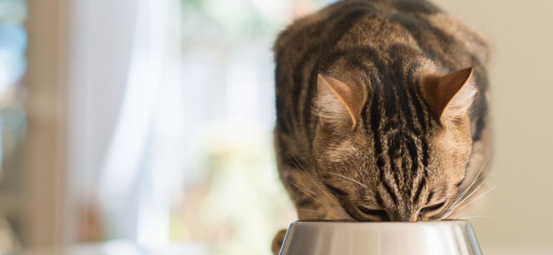 Иммунитет кошек: поддержание и повышение