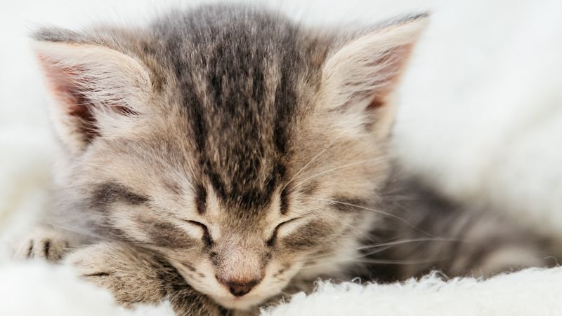 Какой корм для котят выбрать?