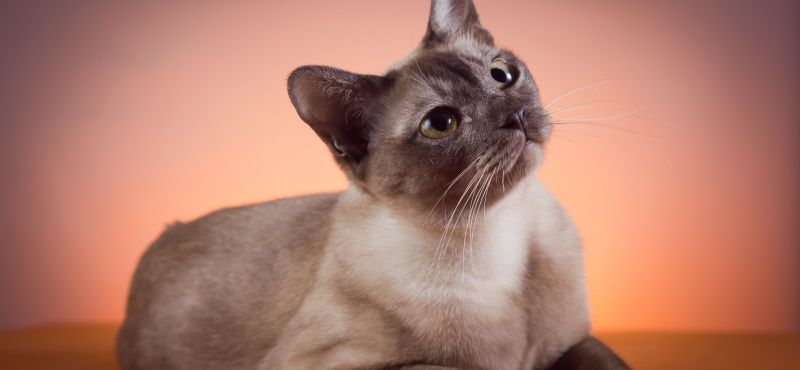 Тонкинская кошка: описание породы, характер, уход