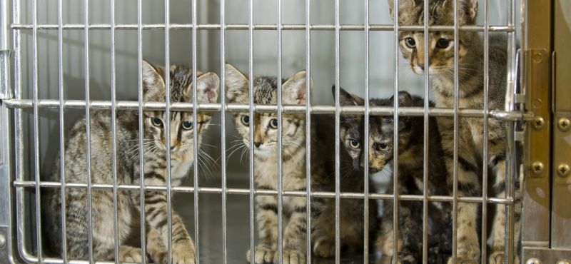 Как взять кошку из приюта: что нужно знать