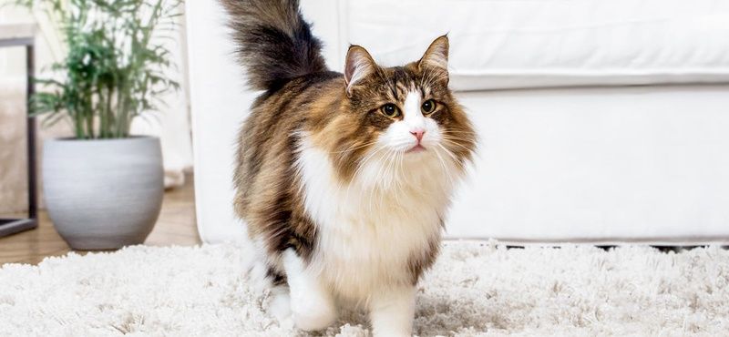 Профилактические визиты к ветеринарному врачу